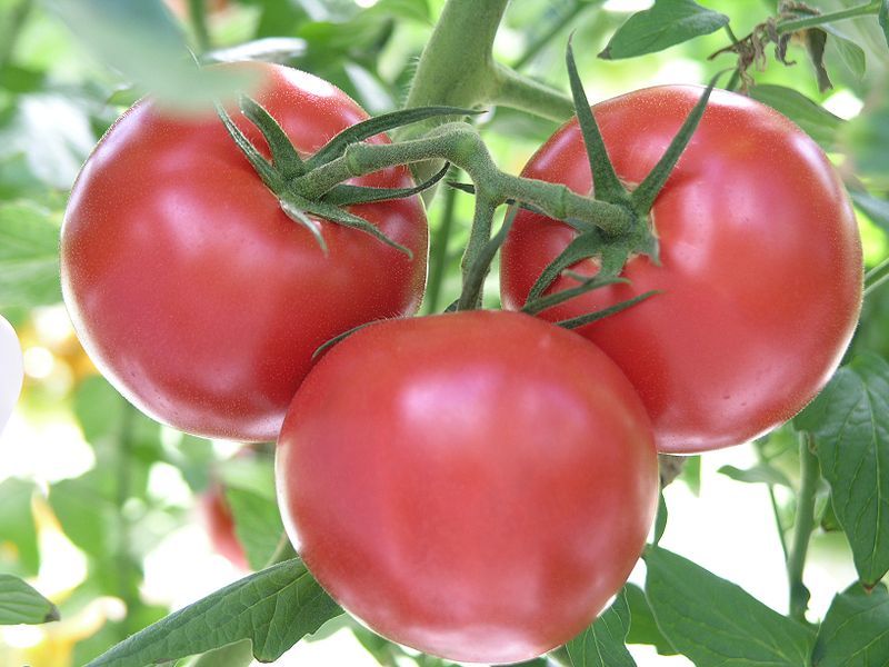 Rutgers Tomato Seeds, 30 Seeds, NON-GMO, Jersey Tomato, 2023, FREE SHIPPING