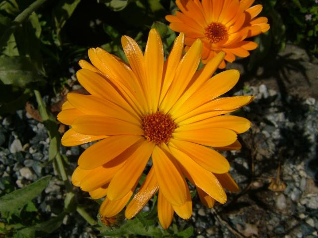 2250+ Seeds, 1/2oz=15g, CALENDULA officinalis ORGANIC Edible Flowers Medicinal