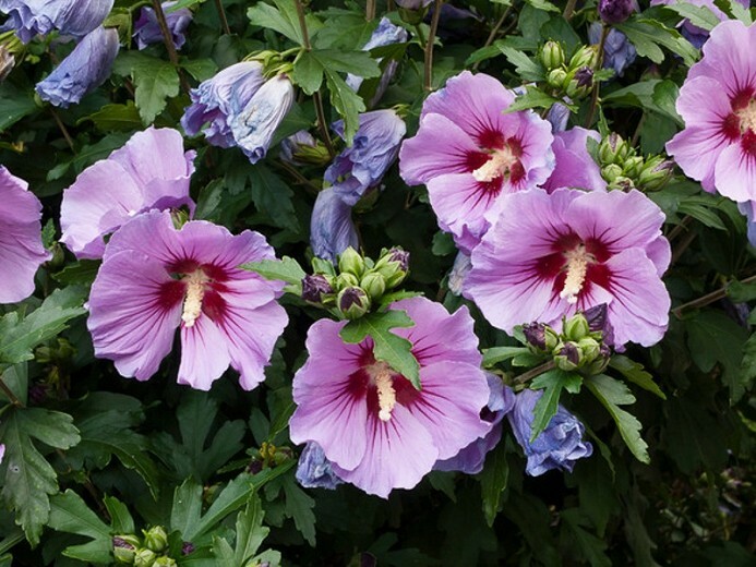 100+ Seeds of White/Violet/Pink Shrub Althea Rose of Sharon (Hibiscus syriacus)
