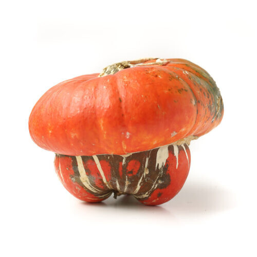 25+ Turks Turban Squash Seeds for Garden Planting – USA – FREE SHIPPING!