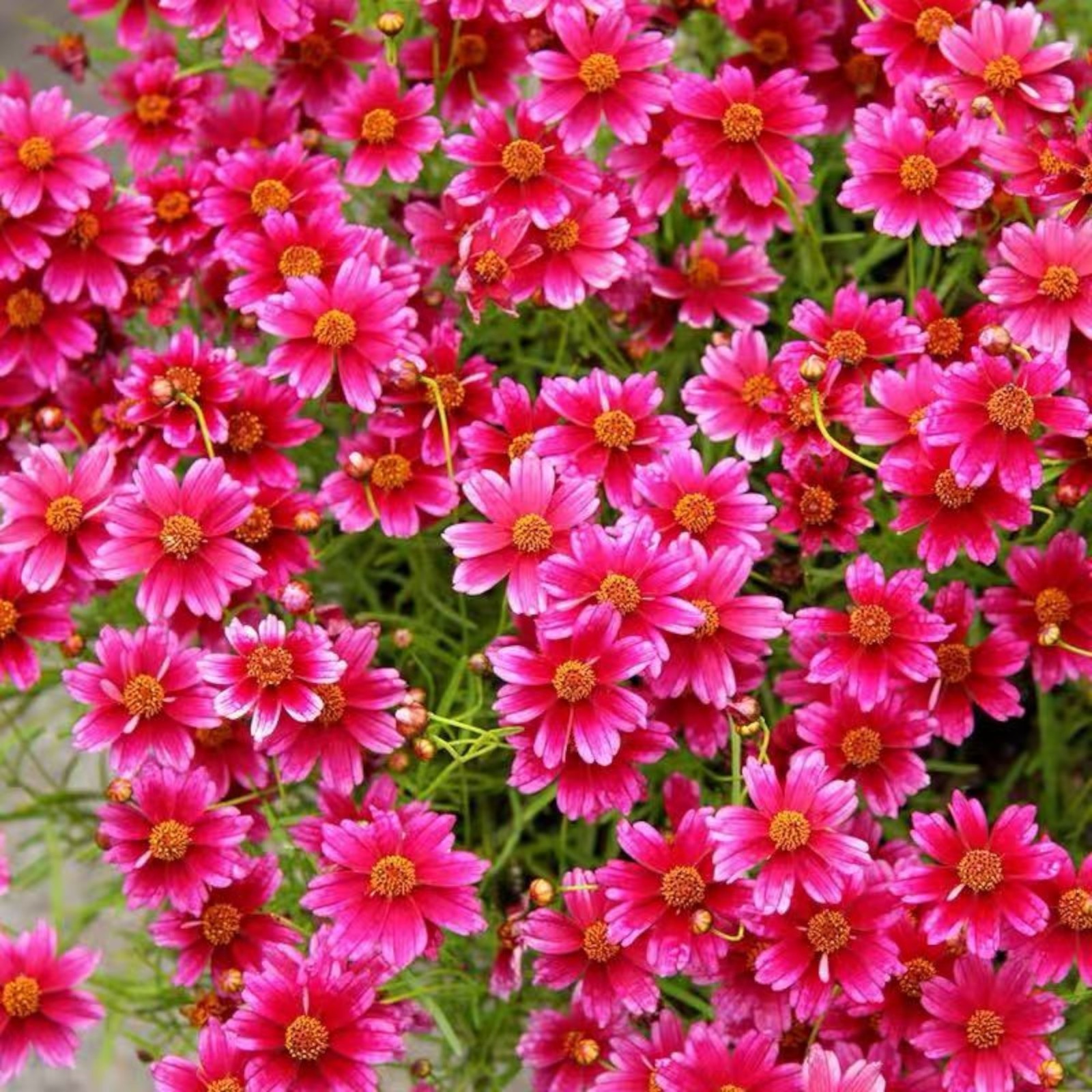 100 Tall Red Plains Coreopsis Seeds – Striking Burgundy Wildflowers