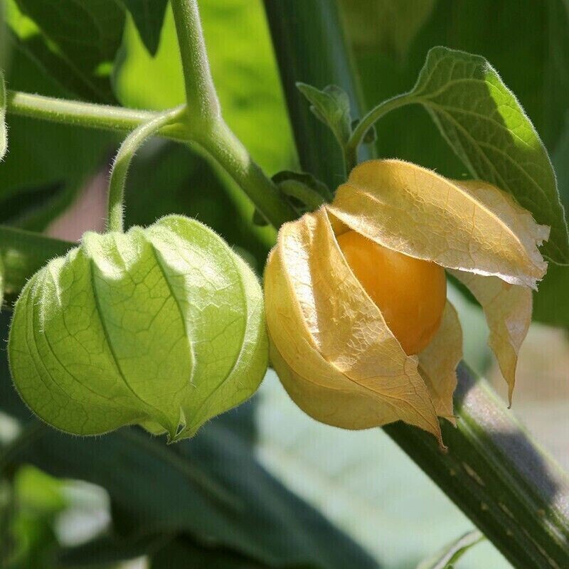 GROUND CHERRY, CAPE GOOSEBERRY, CPHYSALIS PERUVIANA SEEDS, HẠT THÙ LÙ (200+ PCS)