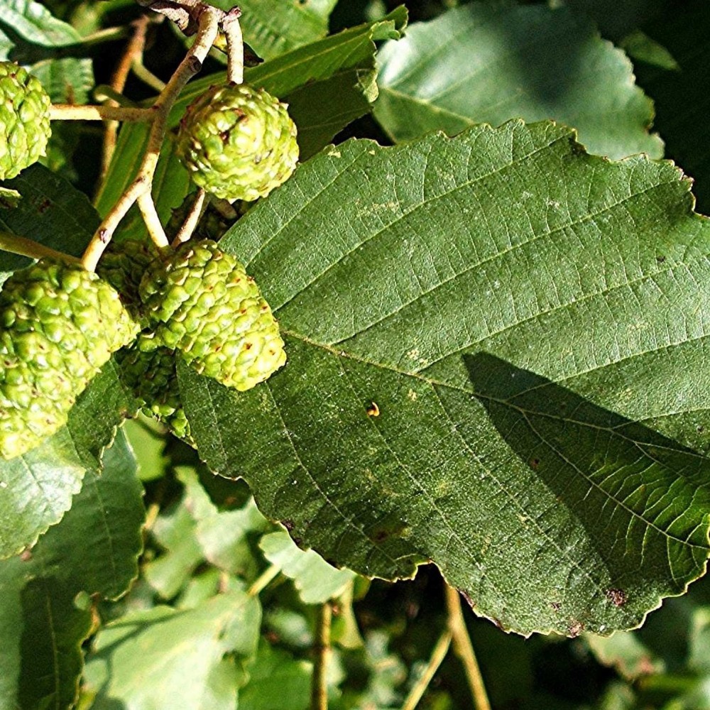 BLACK ALDER Alnus Glutinosa 10,20,50 SEEDS