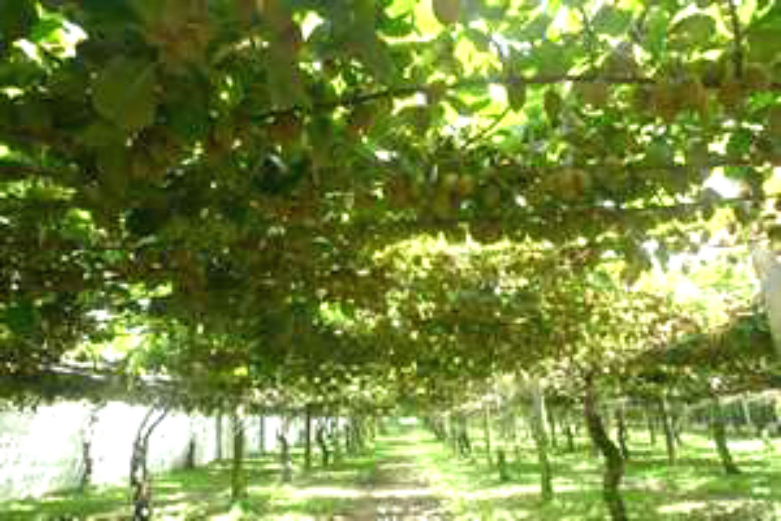 Hayward Kiwi Vine Seeds! GREAT SWEET TASTE! 15 Seeds COMB S/H! See our store.