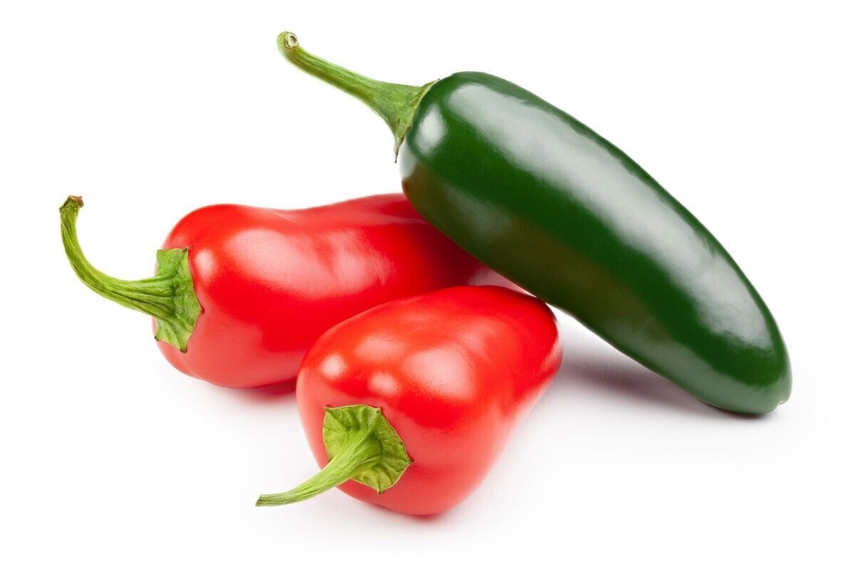 1 (One) Live Plant of “CHIPOTLE” HOT PEPPER about 4-9″ Tall.