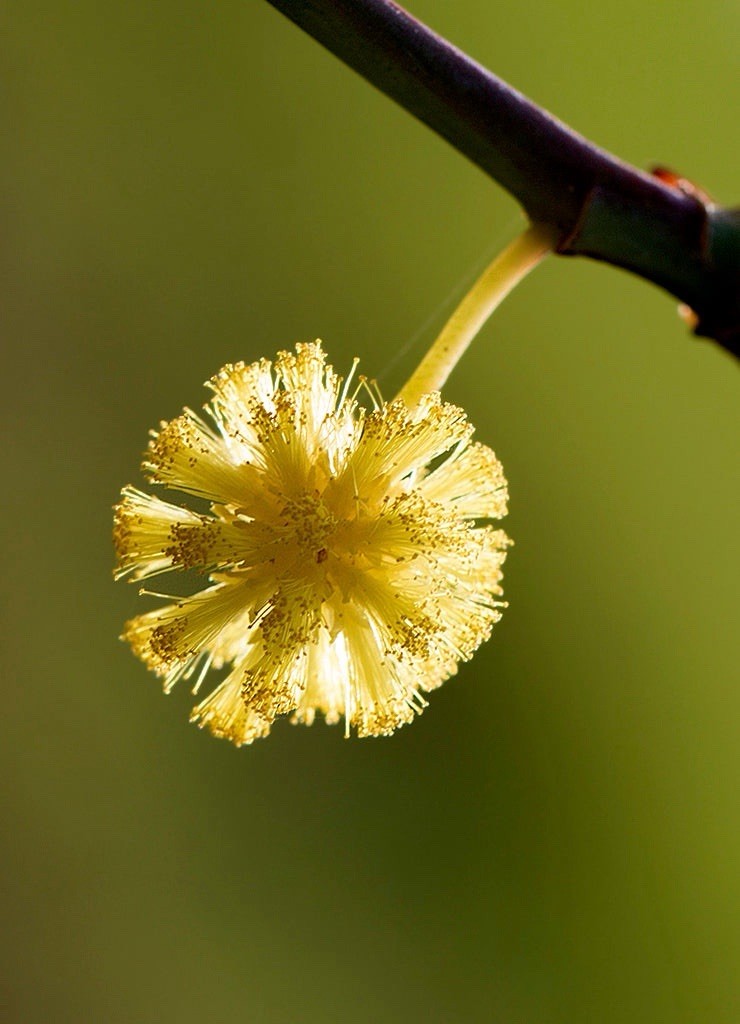 Acacia saligna 100 Seeds – Coojong