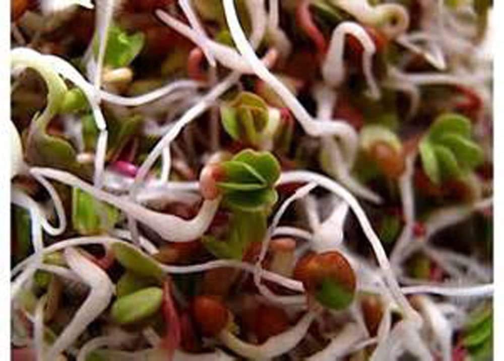 Garden Sprouting Mix – Clover, Arugula, Radish & Fenugreek Seeds for Microgreens