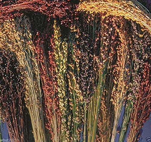 BROOM CORN SEEDS – Sorghum vulgar Mixed,Cream,Gold,Red, Brown,Burgundy and More(