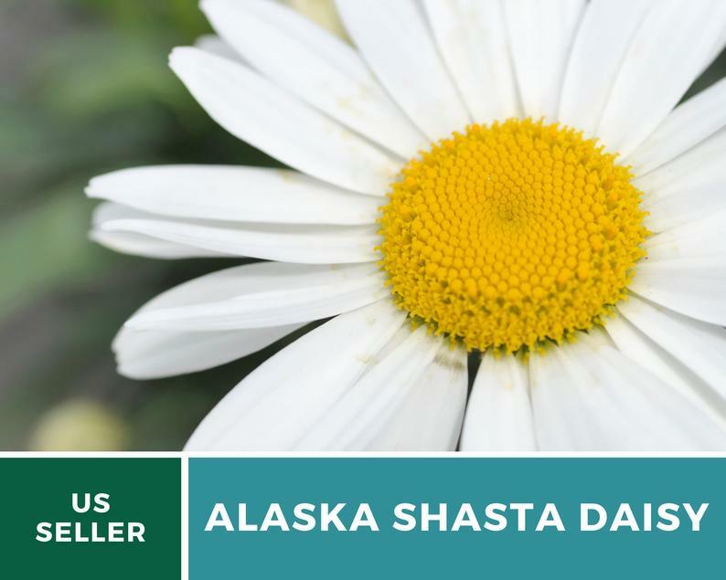 Daisy, Alaska Shasta – 100 Seeds – Easy to Grow Perennial – GMO Free