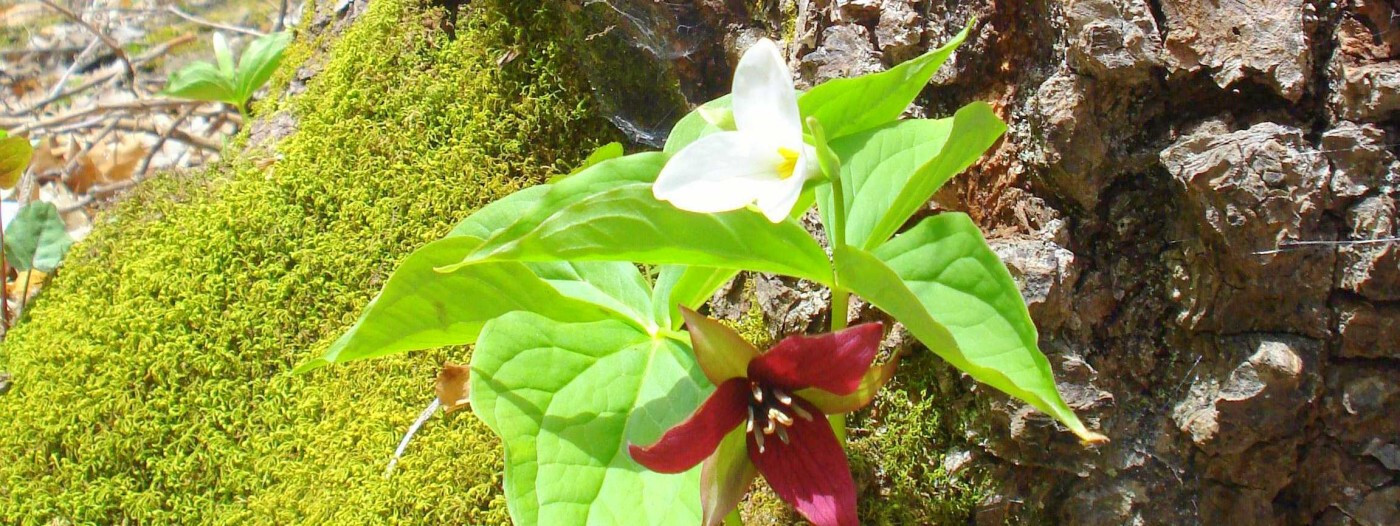 4 Wild Woodland TRILLIUM Native plant~Mixed Red & White~Winter Hardy~Naturalize