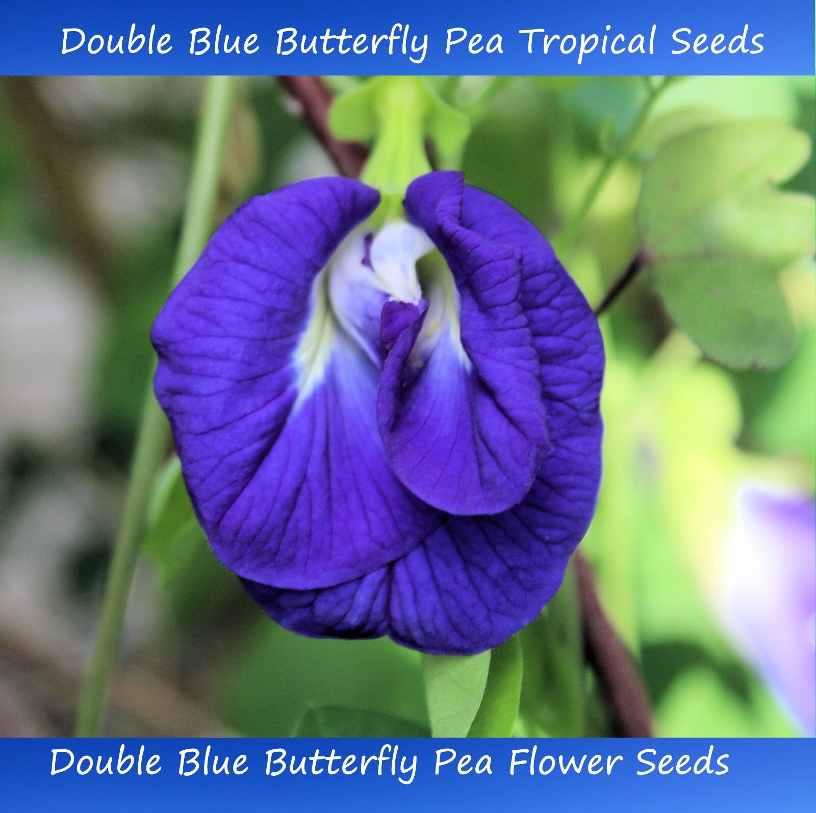 Tropical Flower Seeds -Double Blue Butterfly Pea -10 Seeds -Clitoria