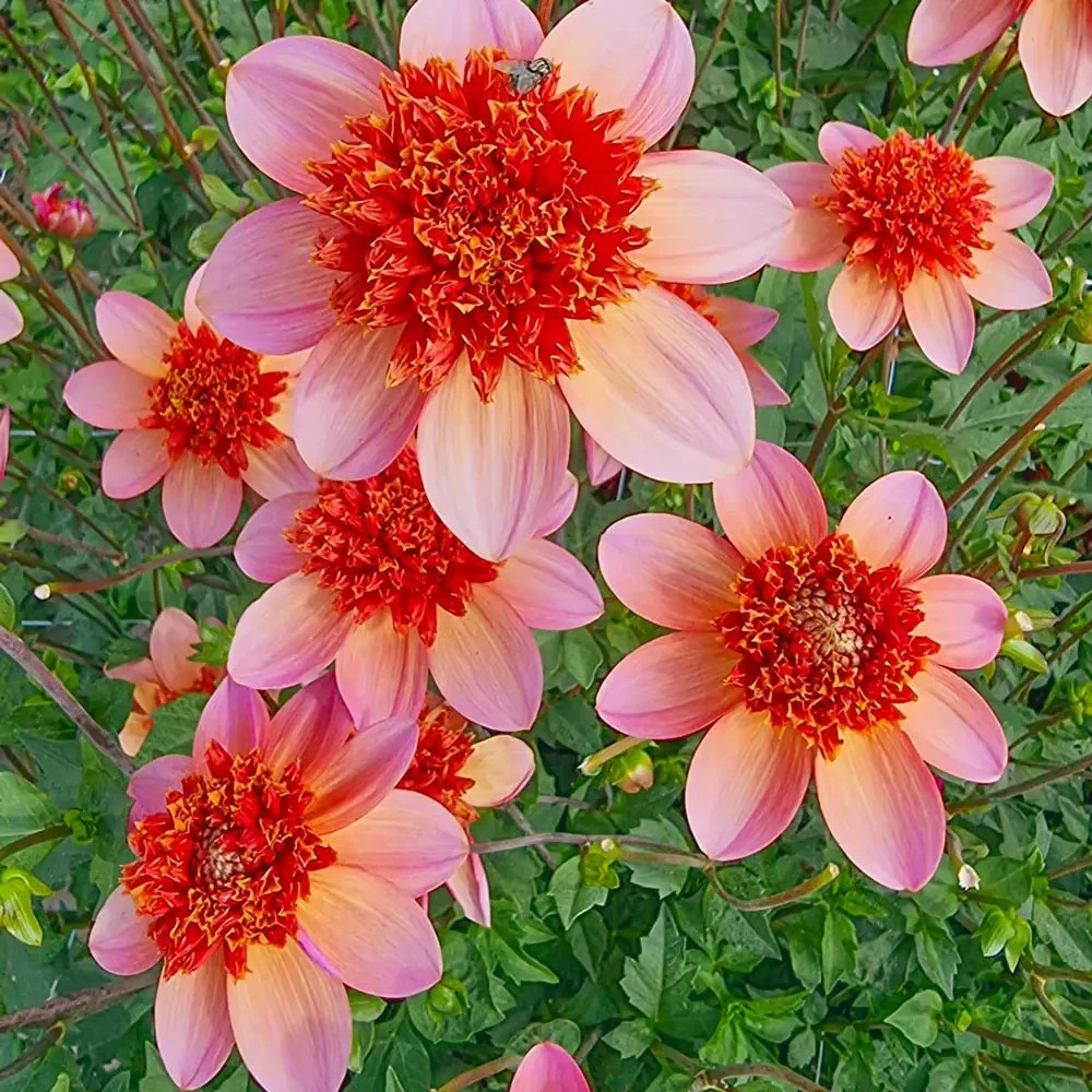 DAHLIA-TOTALLY TANGERINE- Sprouted tuber