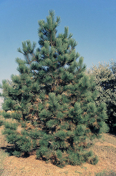 Ponderosa Pine, Pinus ponderosa, Tree Seeds