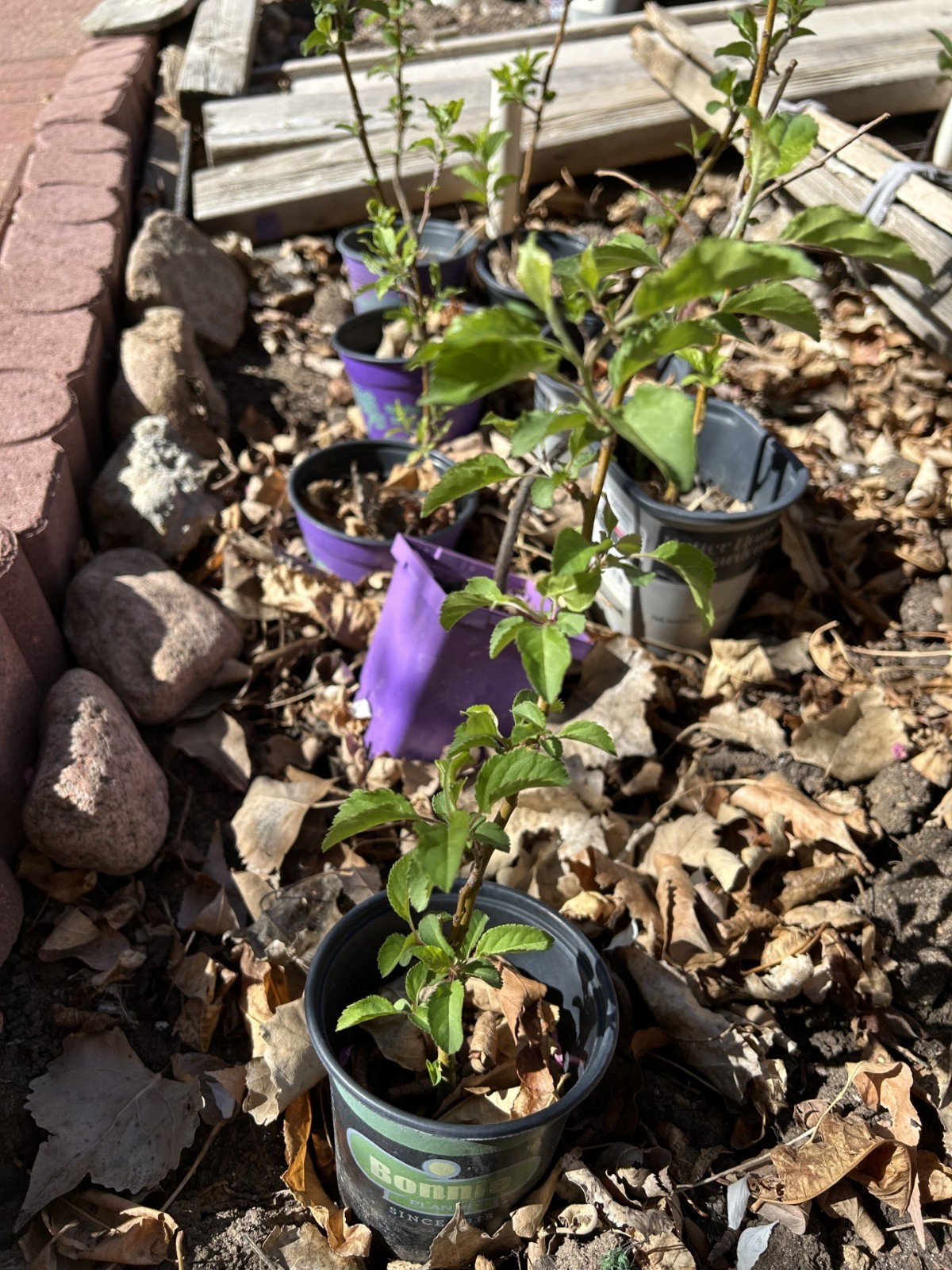 Granny Smith Apple tree seedling