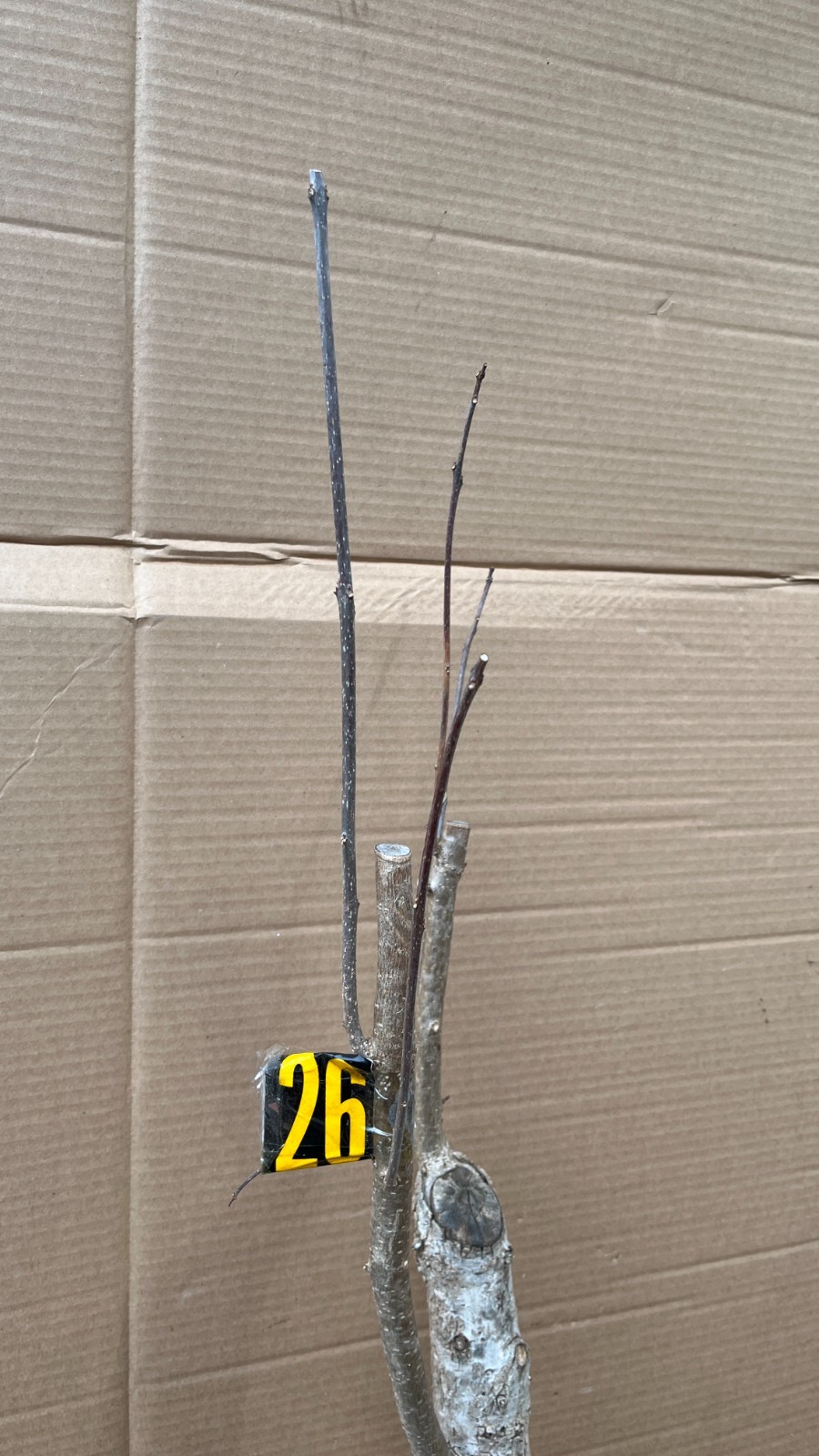 Exact plant #26 Catalpa speciosa , 6-7 year old stubby bonsai,Northern catalpa,