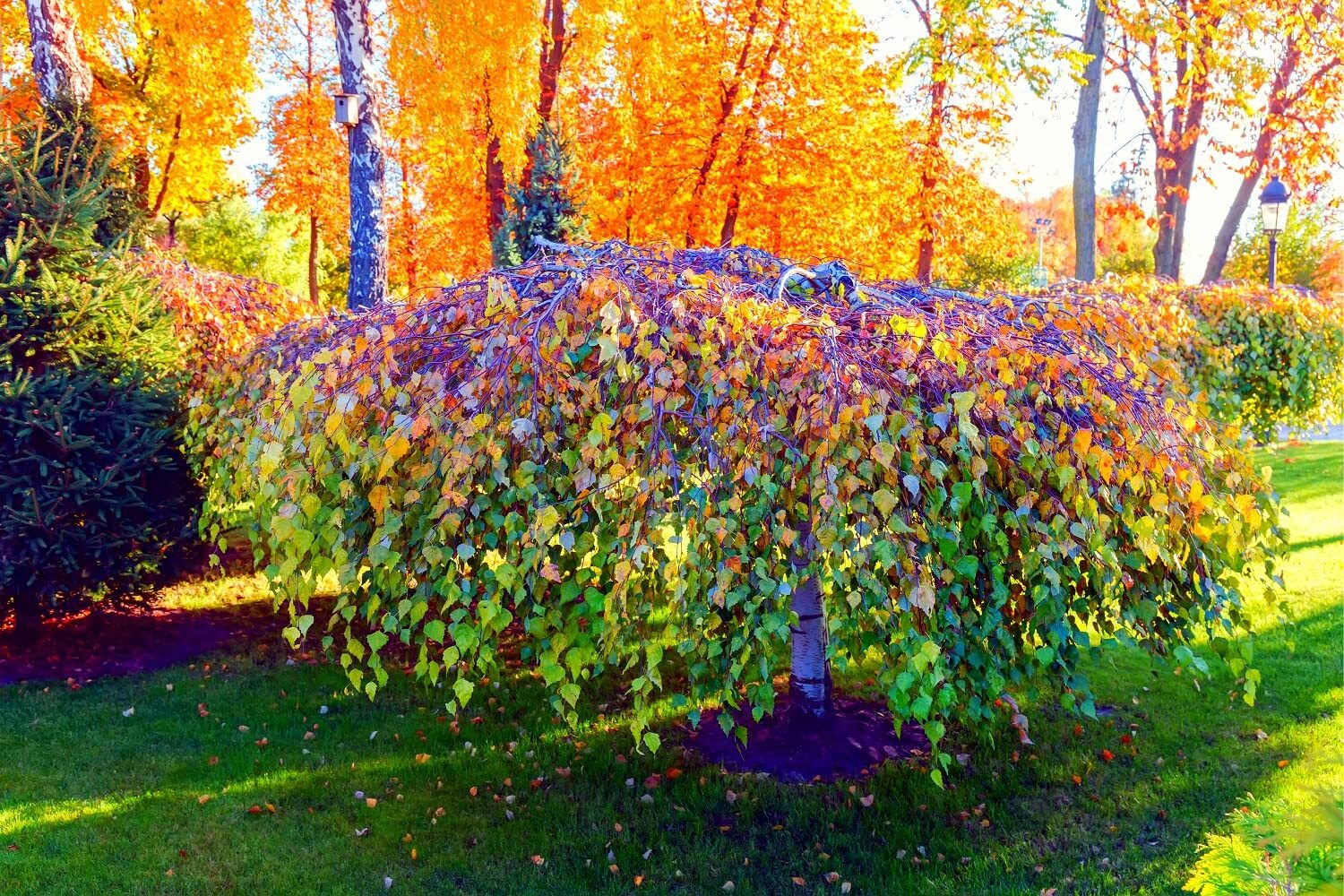 Weeping Silver Birch Tree Seeds for Planting | 250+ Seeds | Betula pendula, High