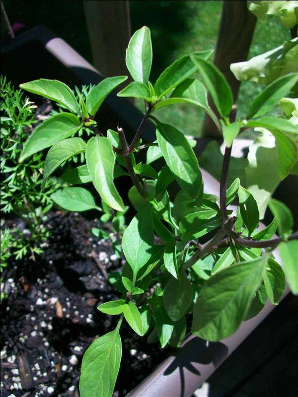 LICORICE BASIL* 100 SEEDS* GOURMET * CULINARY *