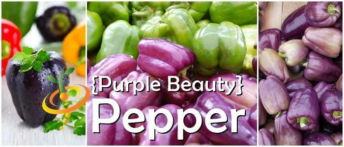 PURPLE BEAUTY SWEET BELL PEPPER SEEDS NON-GMO super color super flavor DELICIOUS