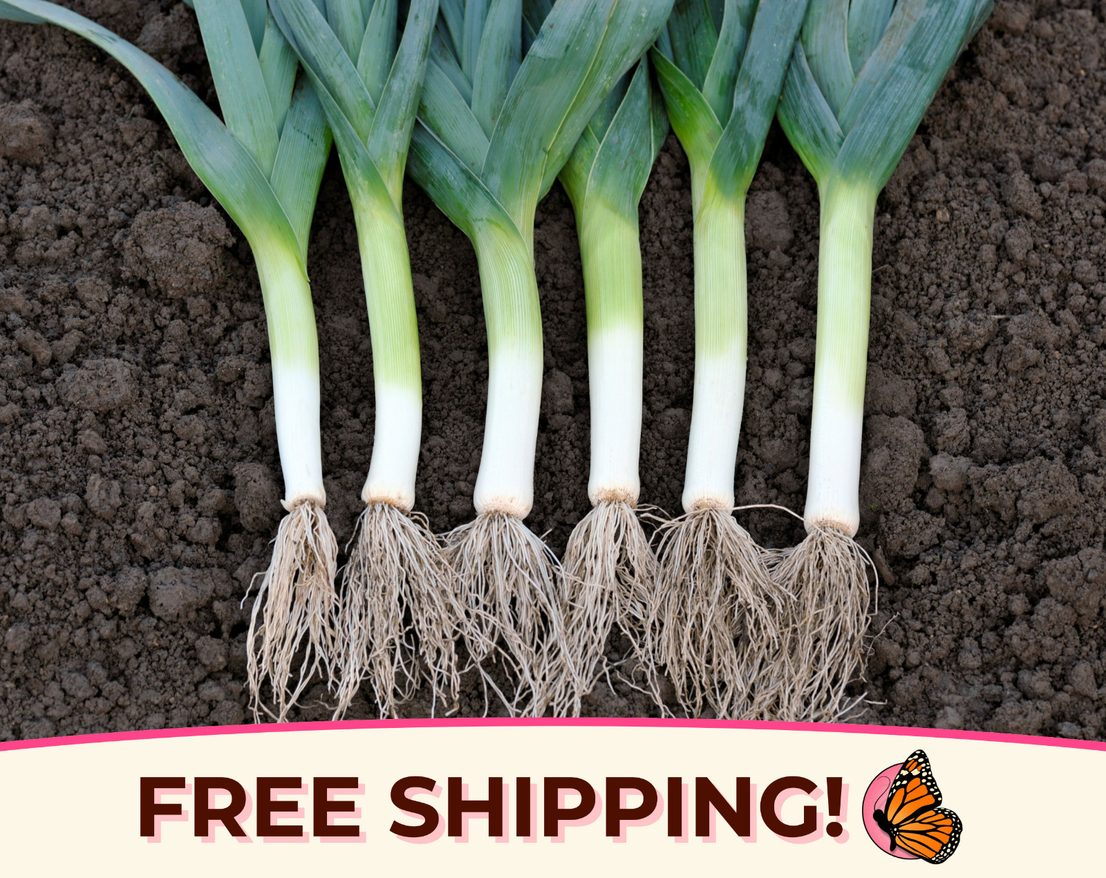 775+ Leek Seeds ‘American Flag | Heirloom, Non-GMO, Vegetable Garden Seeds, USA
