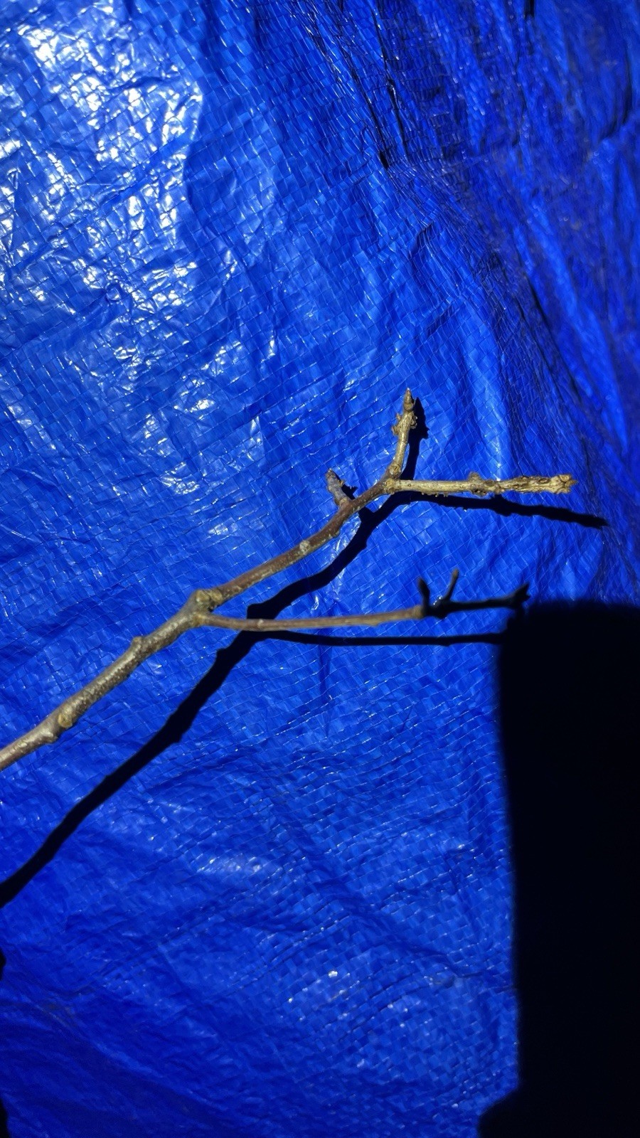 Exact plant #43, Red Oak Quercus Rubra 4-5 year old