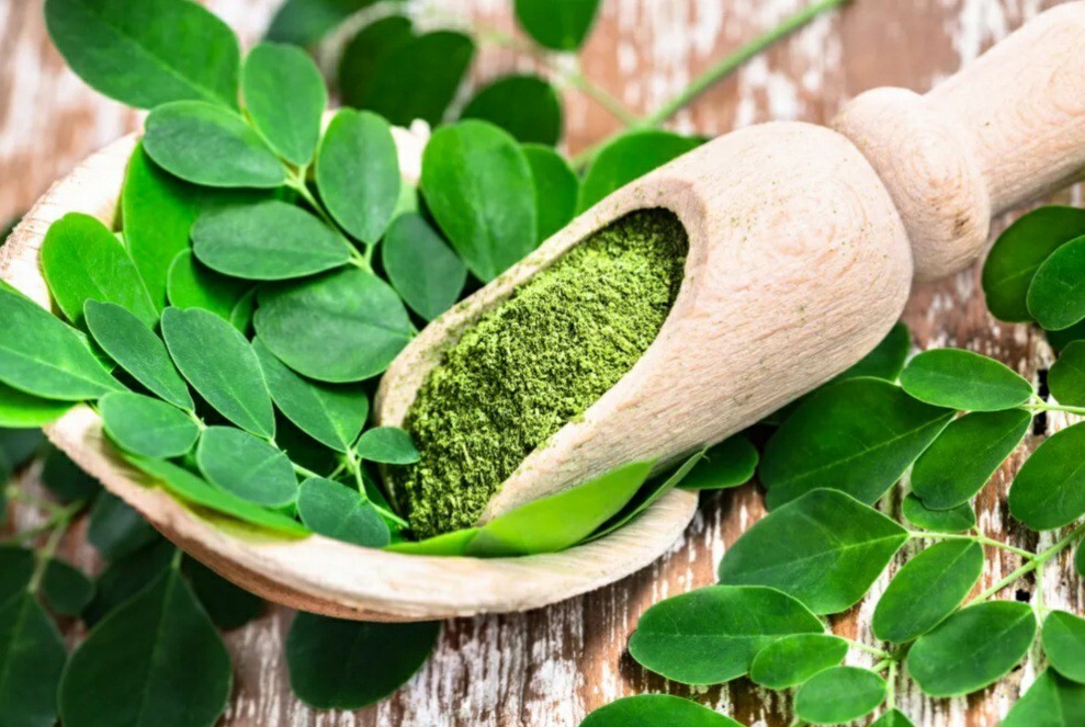 20 Moringa Oleifera Seeds Organic NON GMO For Planting Sprouting Food Superfood