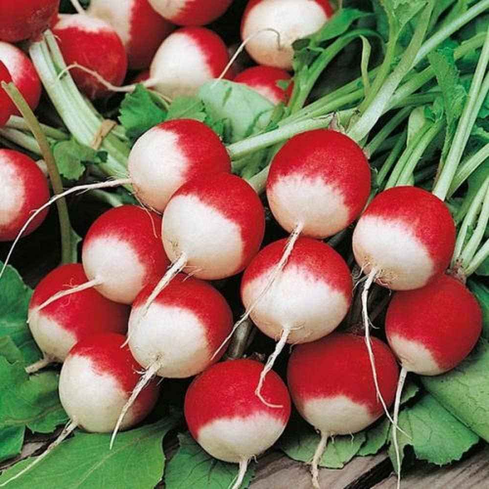 700+ SPARKLER WHITE TIP RADISH SEEDS. FRESH HARVEST FOR 2024 GARDENS