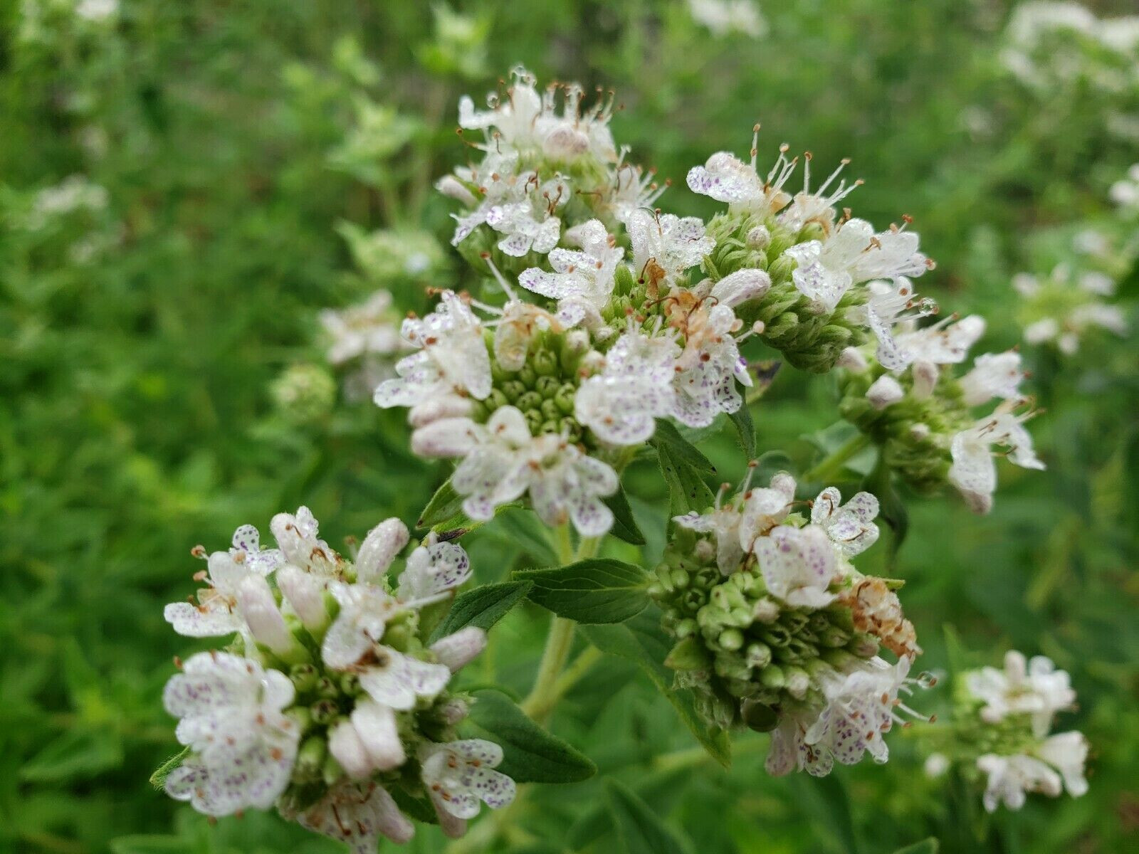 Mountain Mint | 25 Seeds | Pycnanthemum Verticillatum | Herbal Tea | Florida