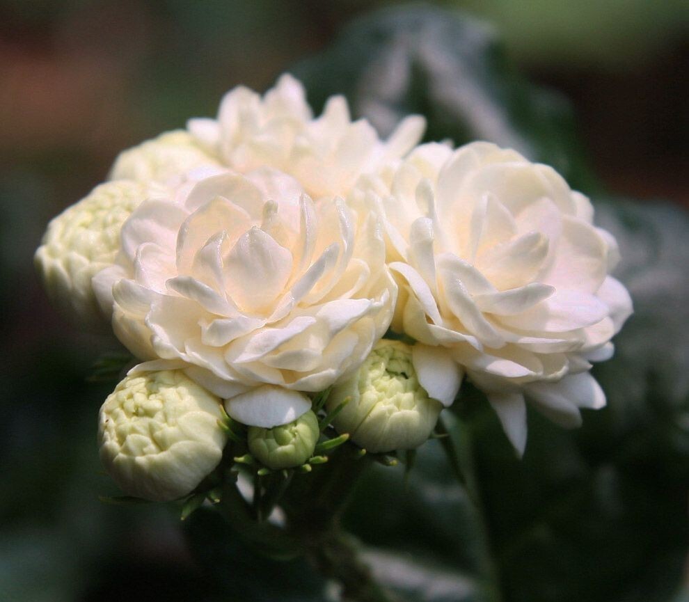 4″ Pot~Grand Duke of Tuscany Jasmine~Jasminum Sambac~Extremely Fragrant!