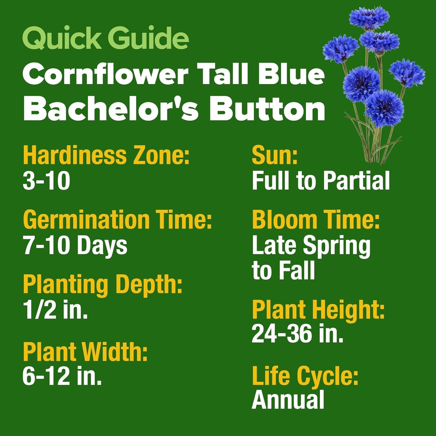 Stunning 6000 Cornflower Seeds – Bachelor Button for Vibrant Wildflower Spaces