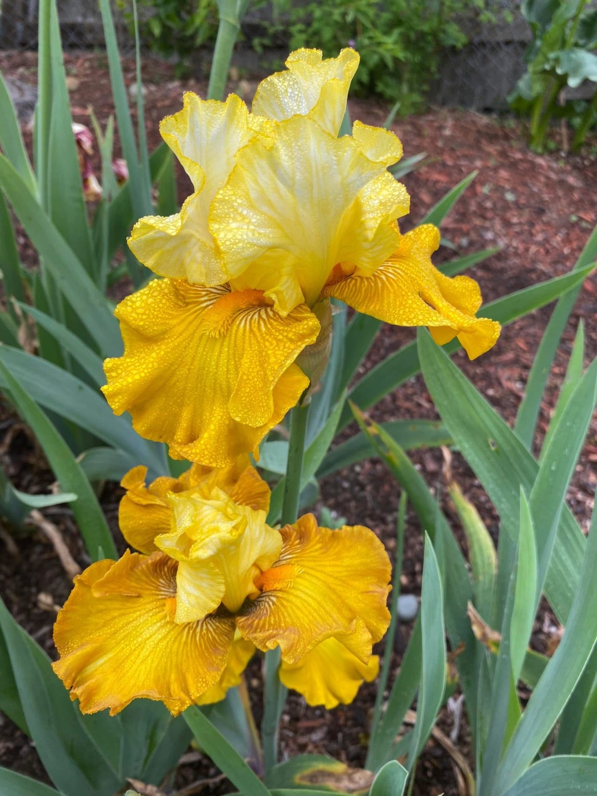 20 tall bearded iris rhizomes
