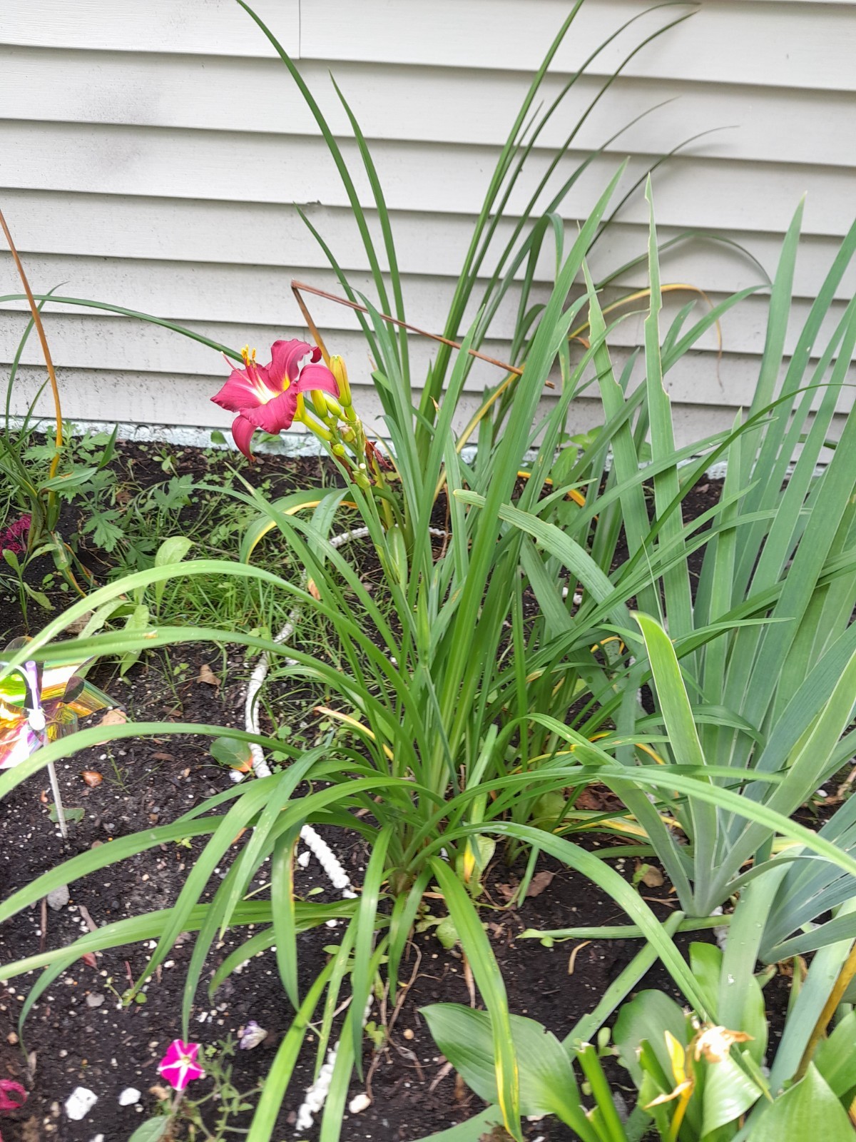 3 DAYLILY RUBY STELLA Live Perennial Bare Root Bulb Plant Red Rebloomer Preorder