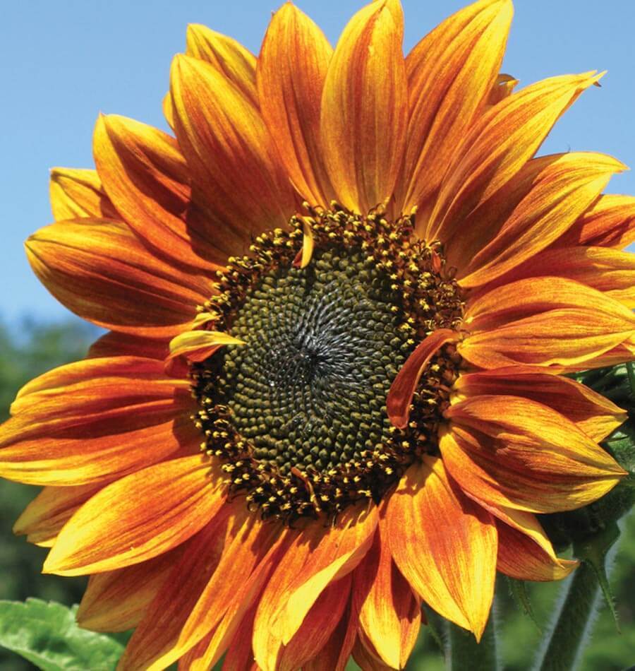 75+AUTUMN BEAUTY SUNFLOWER MIX Flower Seeds Fall Colors Native Wildflower Easy