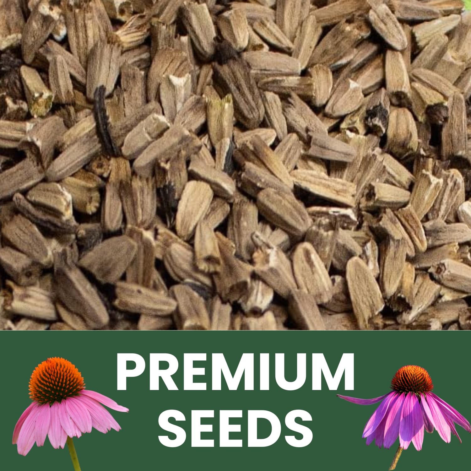 Buy 7,000 Purple Coneflower Seeds for Planting – 1 Ounce Pouch 2026 Season
