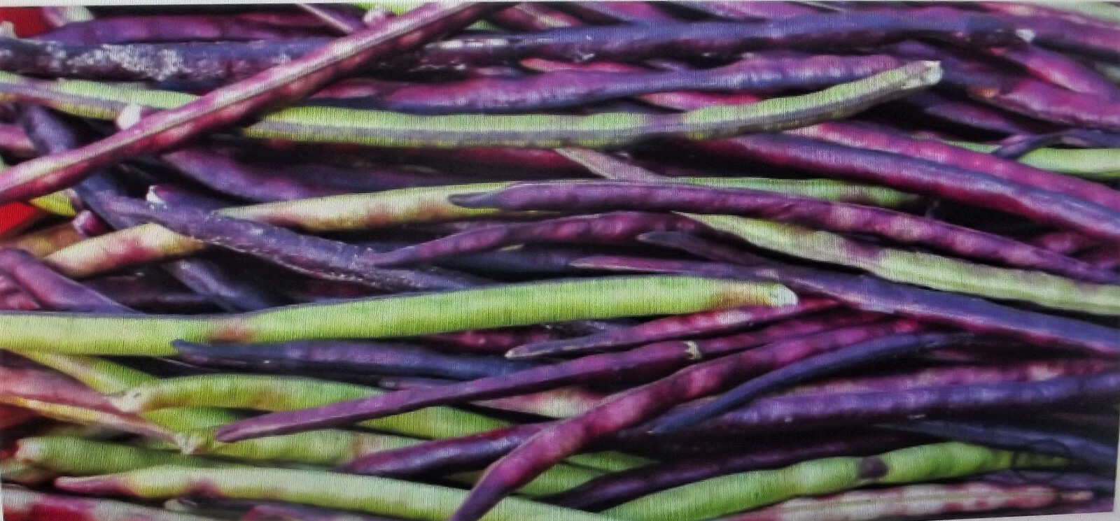 5 lb Mississippi Pinkeye 2 Purple Hull Pea Cowpea Germ: 80% Benefits St. Jude