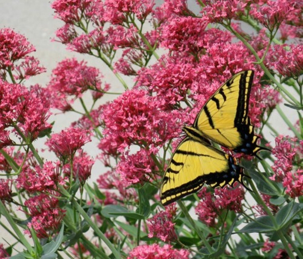Jupiters Beard Red – 50 seeds – Keys Of Heaven – Perennial -Centranthus Ruber