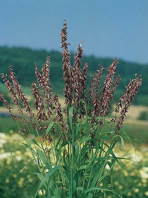 Melica Red Spire 250 seeds