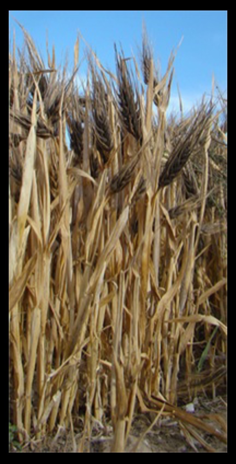 Egyptian Black Nile Barley Seeds (200) / Super Rare / Healthy / Non-GMO