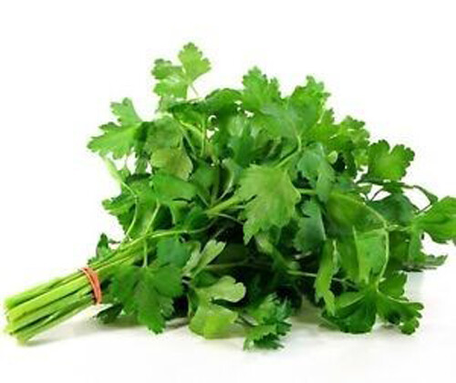 200+ Italian Parsley Seeds Dark Green Flat Leaf Garden Fresh Herb USA