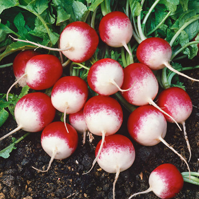100 SPARKLER RADISH SEEDS NON-GMO FRESH HARVEST FOR GARDENS