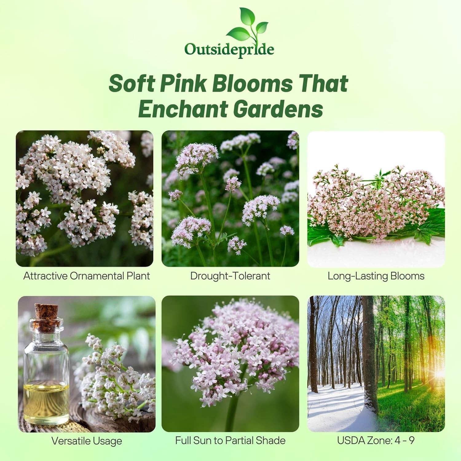 5000 Seeds Valerian Seeds – Garden Heliotrope Herb Seed