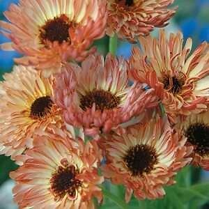 Calendula Bronze Beauty 250 seeds