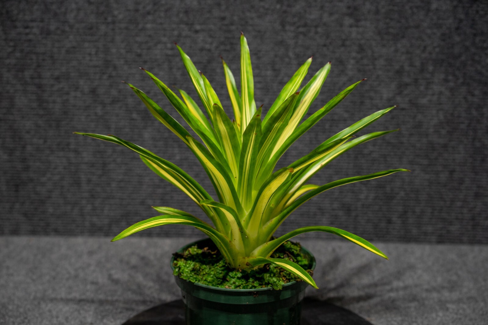Bromelia – Guzmania Ice Cream 5″ pot – Live plant