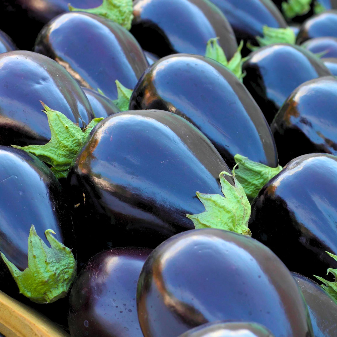 Fresh Premium Black Beauty Eggplant Seeds | Heirloom Non-GMO | Vegetable Seeds