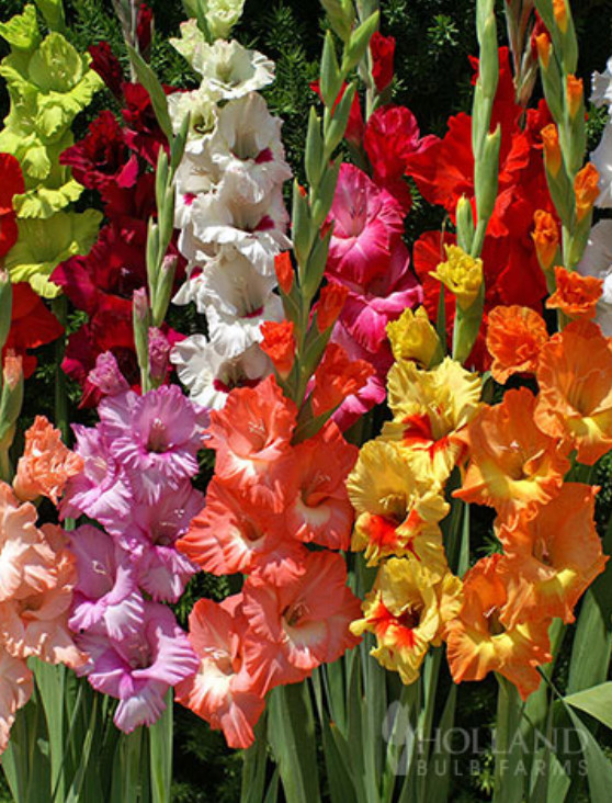 30 Mixed Gladiolus Bulbs Value Bag–Vibrant Colorful Flowers for Garden Planting