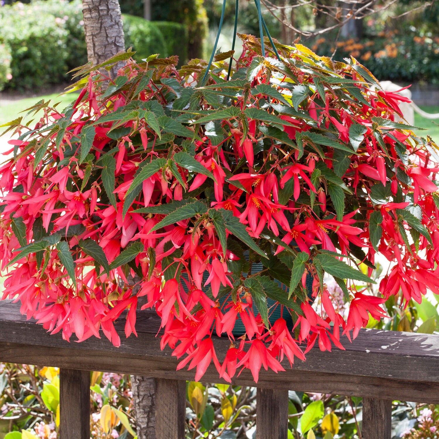 Begonia Seeds Bossa Nova Pink Glow Trailing Begonia 15 Pelleted Seeds