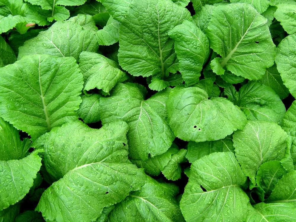 Organic Florida Broadleaf Mustard Green Seeds ,Cải bẹ xanh, 2024 Season, 1200++
