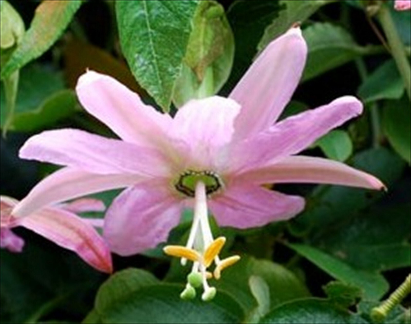 Passiflora Passion Flower Mollissima- 10 Seeds – Banana Shaped Fruit – Edible
