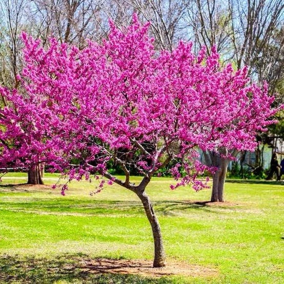 100x Judas Tree Seeds (Cercis siliquastrum) Eastern Redbud Flowers Fast & Hardy