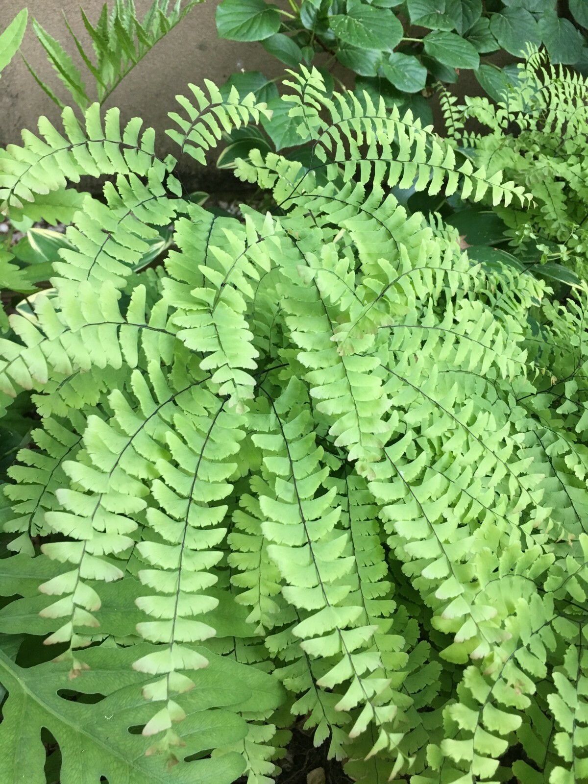 5 Maidenhair Fern PREMIUM NATIVE WOODLAND WILDFLOWERS BR