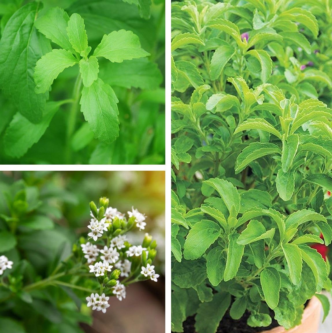 100PCS Stevia Plant Seeds for Home Gardening and Natural Sweetener Use